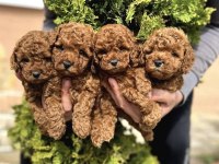 Kore Kan Toy Poodle Yavrularım