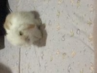Hollanda lop tavşanı 1 buçuk aylık
