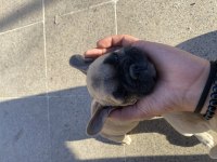 FRENCH bulldog
