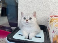 Kendi yavrum anne ve baba ile birlikte british shorthair