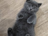 Dişi safkan british shorthair