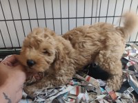 F1 maltipoo poodle kalitesinde
