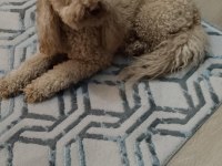 2,5 Yaşında Orjinal Toy Poodle