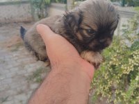 PEKİNEZ YAVRU