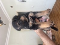 ORJINAL SHOWLINE GERMAN SHEPHERD ALMAN KURDU