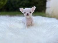 Elma Kafa Kusursuz Anatomi Chihuahua Bebekler