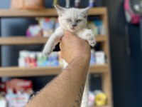 En uygunu en güzeli british shorthair