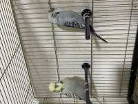 Jumbo ve Çekoslovak muhabbet kuşu takım