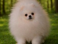 POMERANİAN BOO BEBEKLER
