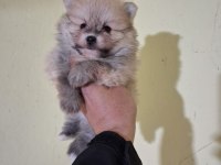 Pomeranian Boo Bebeklerimiz Yeni Yuvalarını Arıyorlar