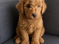 MUHTEŞEM MİNİK KÖPEKLER