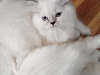 Secereli orjinal silver chinchilla yavrular