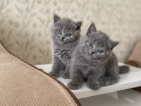 A KALİTE BRİTİSH SHORTHAİR KEDİRLER
