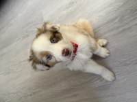 Border collie yavru