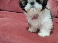 A kalite shih tzu yavrularımız ırk ve sağlık garantili