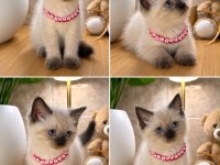 A Kalite Top Kafa Scottish Fold Bebek