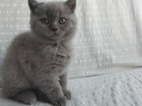 Oyuncu scottish fold