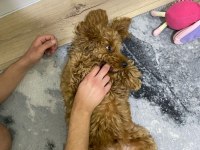 Muhteşem tüy yapısı ile çipli toy poodle