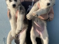Orijinal Husky Yavruları