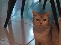 3 yaşında british shorthair silver