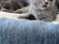 Scottish Fold yavrular