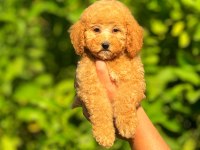 Irk ve Sağlık Garantili Orjinal Poodle Köpeği Yavruları