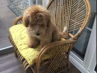 7 aylık eğitimli toy poodle erkek