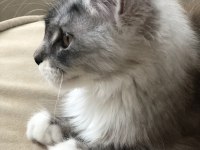 FULL ŞECERELİ MAİNE COON MİNİK DEV