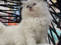 British Longhair Yavrular