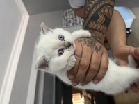 Safkan British Shorthair Bluepoint Yavrularımız