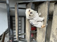 Pekinez köpeğimiz yeni sahibini arıyor