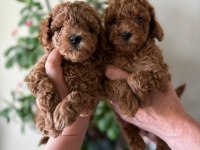 Efsane toy poodle yavrularımız