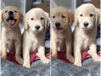 Baby face golden retriever