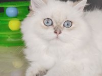 Safkan british longhair kızlarım karşınızda