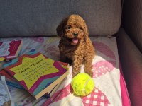Toy poodle köpeği