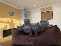 KEDİ DÜNYASINDAN RENK RENK BRITISH YAVRULAR ANKARA