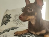 1.5 yaşında dişi pinscher