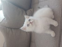 KALITE BIZDE GÜVEN BİZDE SHOWROOM CİNS KEDİLER