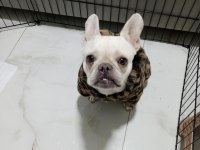Acil Sahiplendirilecek Platinium Dişi French Bulldog