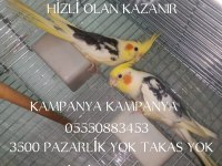 HIZLI OLAN KAZANIR SULTAN PAPAĞANLAR