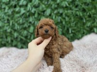 Birbirinden güzel Toy Poodle bebekler