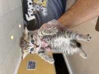 Kedi dünyasından orjinal british yavrular