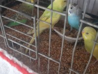 50 günlük muhabbet kuşları