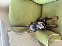 3 aylık dişi estetikli doberman yavrusu