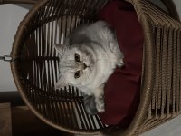 SAFKAN SAĞLIKLI BRİTİSH SİLVER SHORTHAİR !
