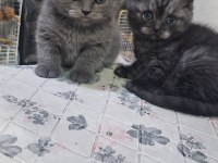British shorthair yavrular