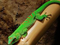 Gıant Day Geckolar (Özel Tür)