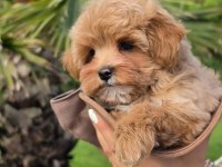 Akıllı ve Tüy Dökmeyen Karakteriyle Maltipoo Yavrusu