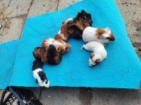 Safkandırlar guinea pig