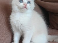 SECERELİ RAGDOLL KEDİSİ YAVRULAR